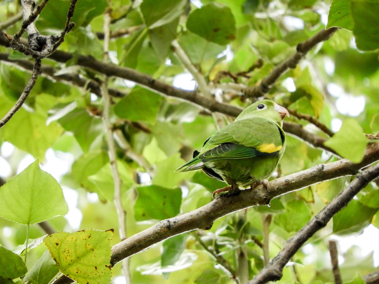 10 Ways to Protect Local Wildlife Habitats